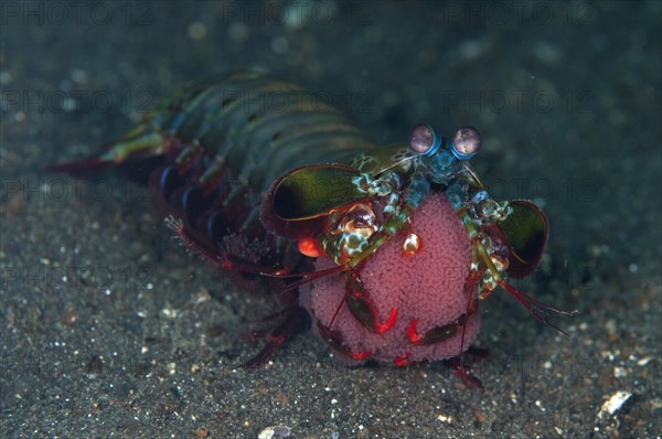 Clown mantis shrimp