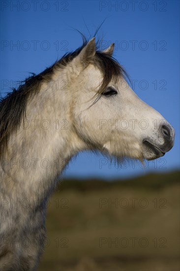 Welsh Mountain Pony