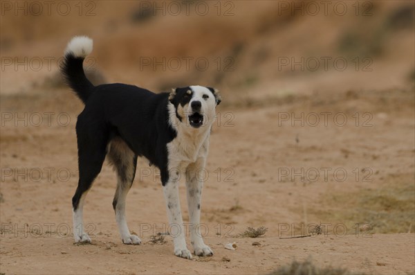 Dog