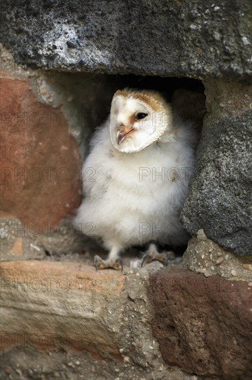 Barn Owl