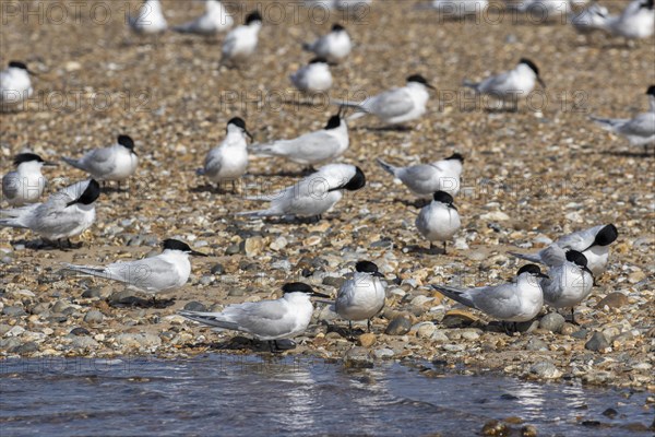 Sandwich Terns gather on the pebble spit on Scolt Head Island