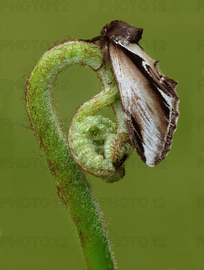 Lesser swallow prominent moth