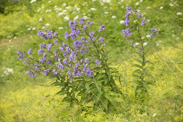 Giant Bellflower