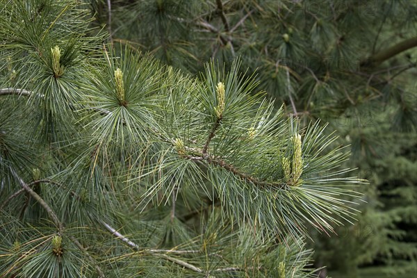 White or Weymouth pine leaf with young shoots