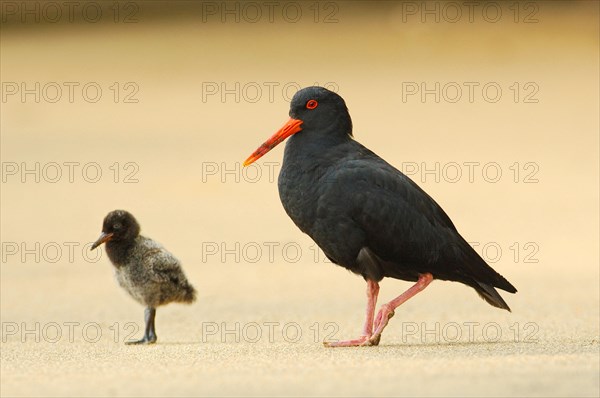 Variable oystercatcher
