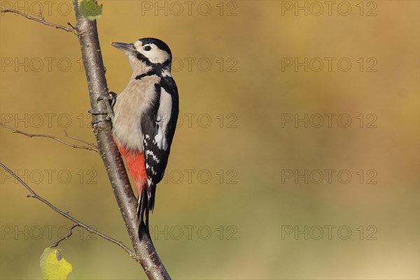 Great Spotted Woodpecker