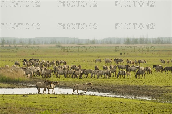 Konik domestic stallion