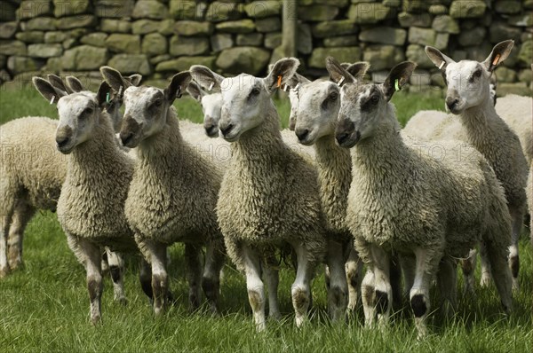 Domestic Sheep