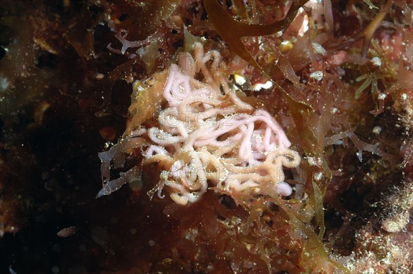 Sea-hare