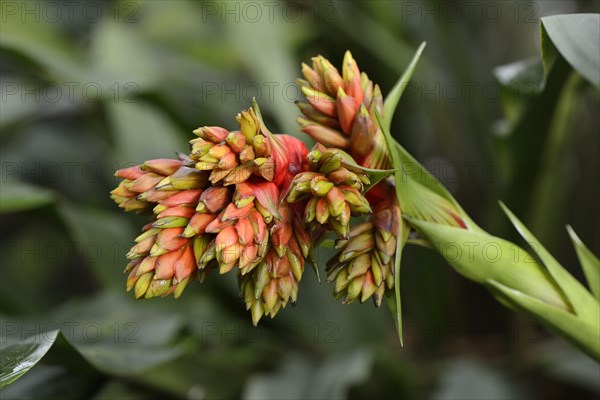 Red-yellow Guzmania