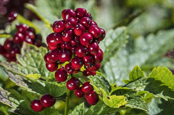 Eurasian Baneberry