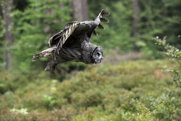 Great Grey Owl