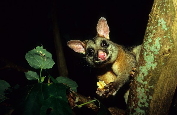 Common common brushtail possum