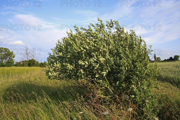 Goat Willow