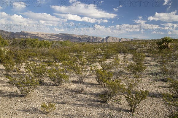 Creosote Bush
