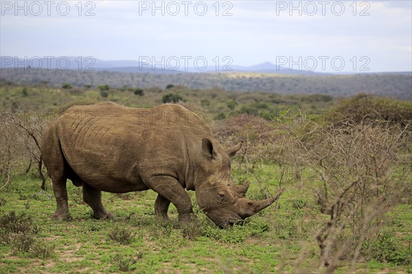 White rhinoceros