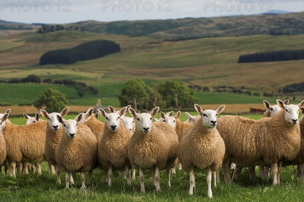 Domestic Sheep