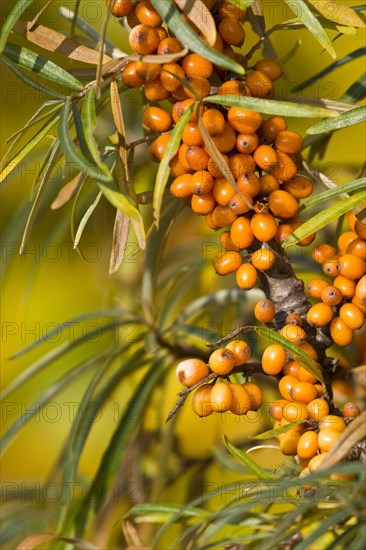 Sea buckthorn