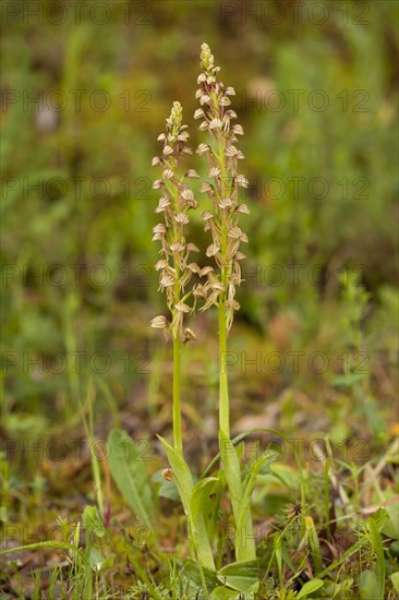Man Orchid
