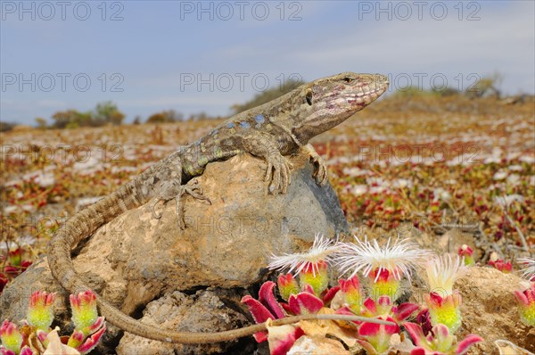 Western canaries lizard
