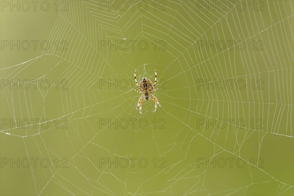Garden Orb Spider