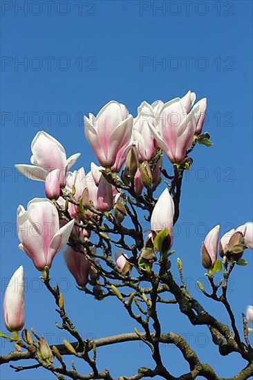 Chinese magnolia