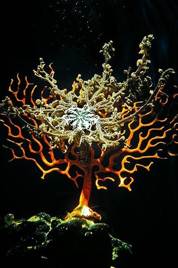 Sinus sea fan