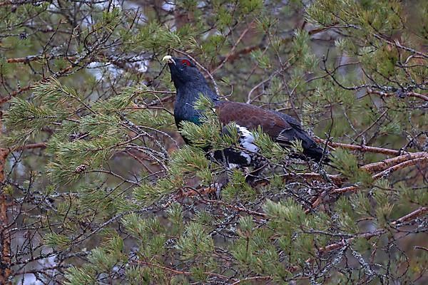 Western capercaillie