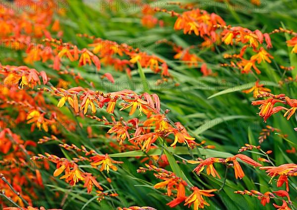 Montbretia