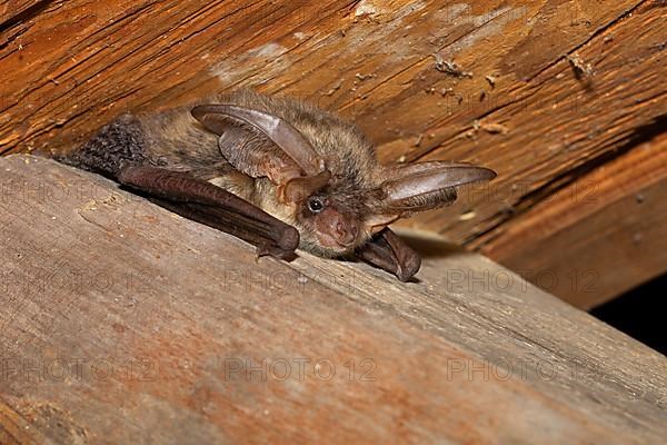 Brown long-eared bat