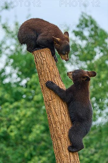Black bear