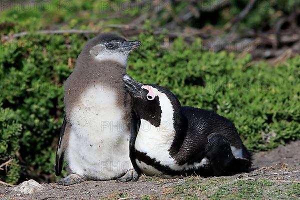 African penguin