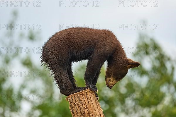 Black bear