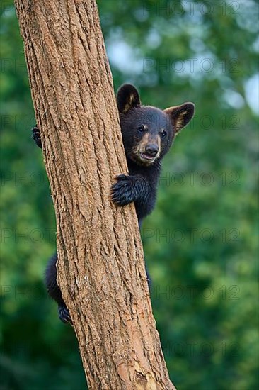 Black bear