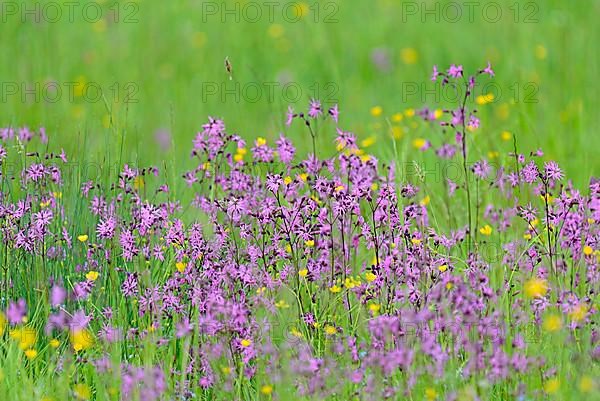 Mountain meadow with wildflowers