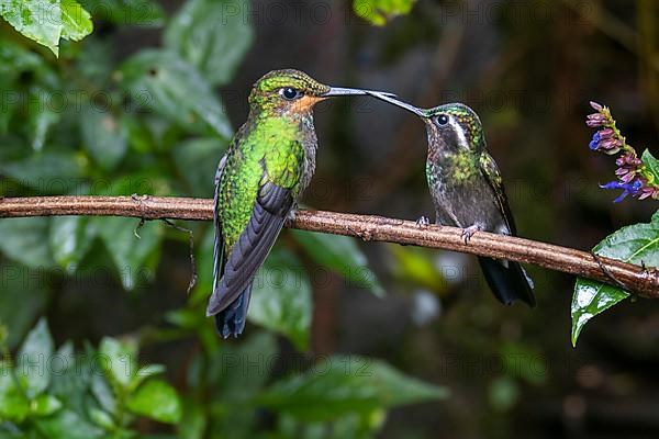 Green-crowned brilliant