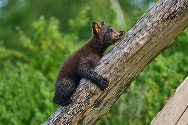 Black bear