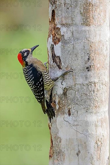 Black-cheeked woodpecker