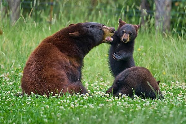 Black bear