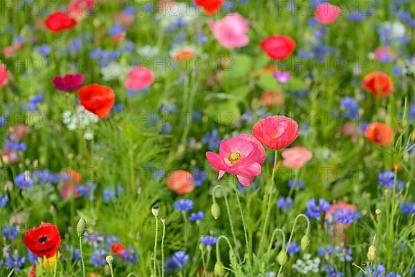 Flowering strip