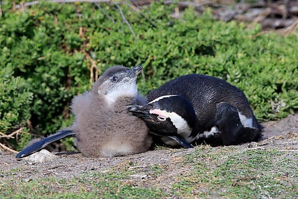 African penguin