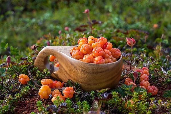 Cloudberries