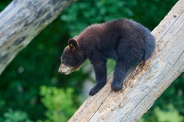 Black bear