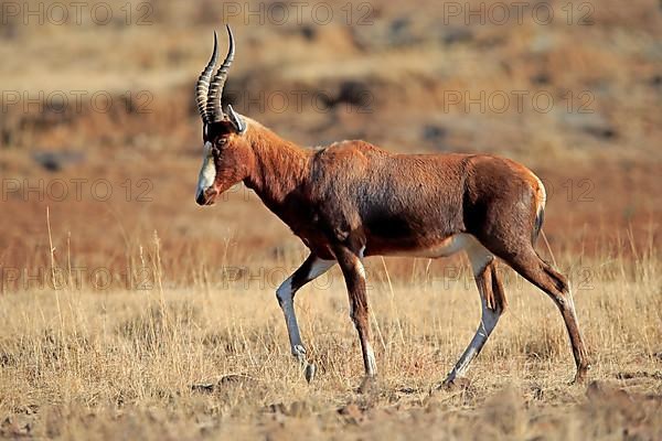 Bontebok