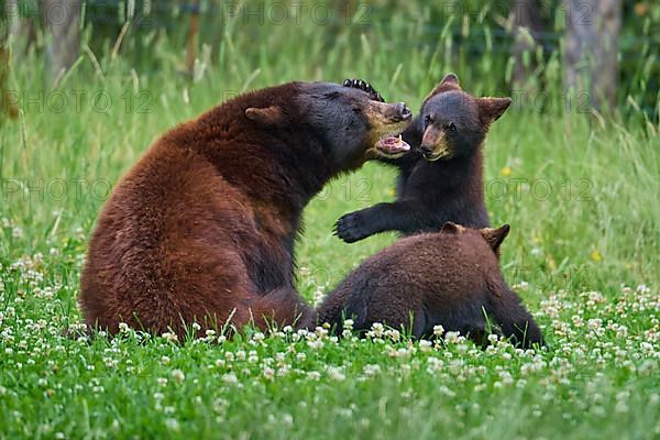 Black bear