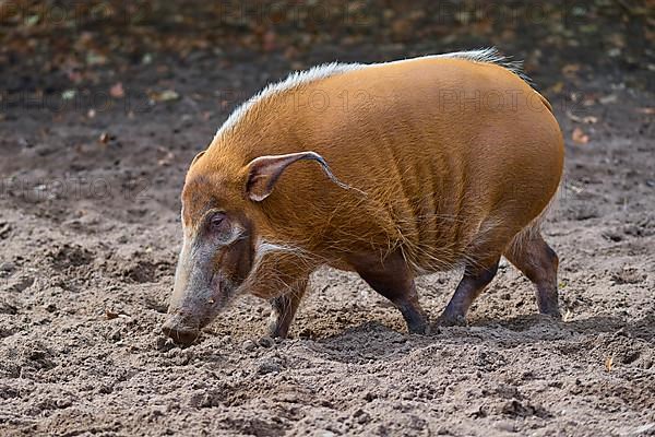 Brush-eared pig