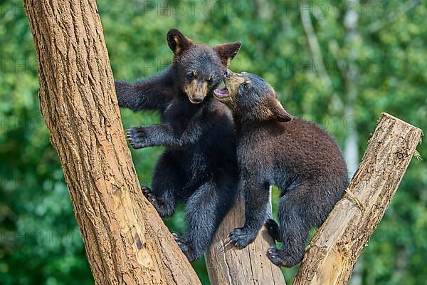 Black bear