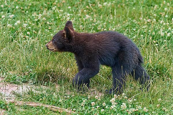 Black bear