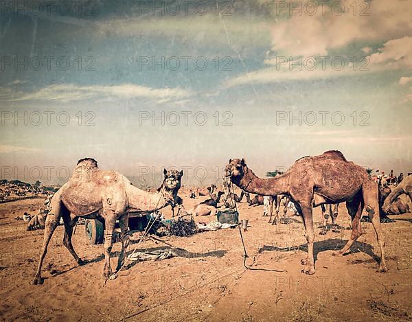 Vintage retro hipster style travel image of camels at Pushkar Mela