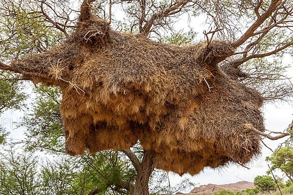 Community nest of settler weavers
